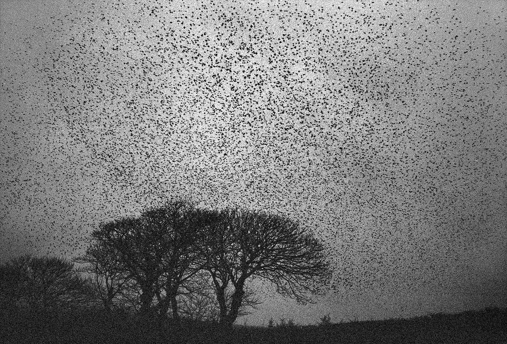 39_STARLINGS