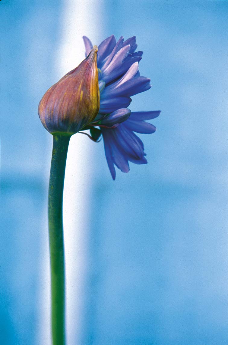 PLANTS_GARDENS_16