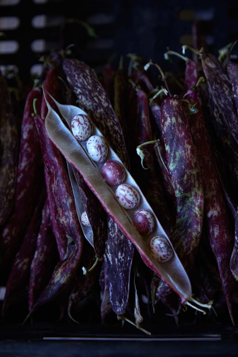 borlotti_beans