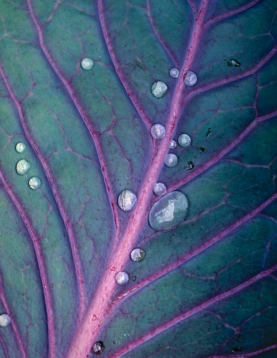 droplets_on_cabbage_leaf_cIibachrome