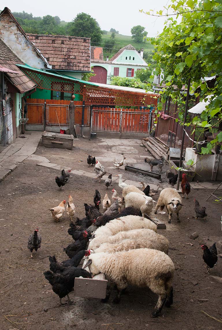 romania_43