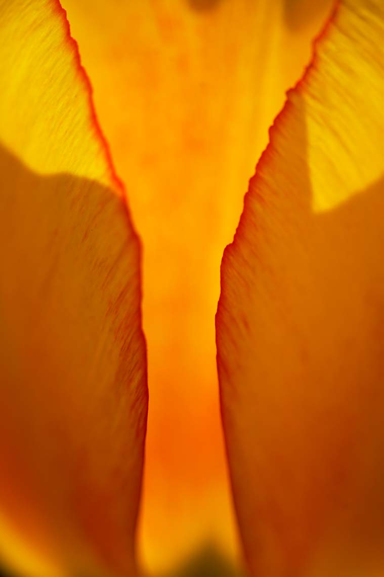 woolbeding_034